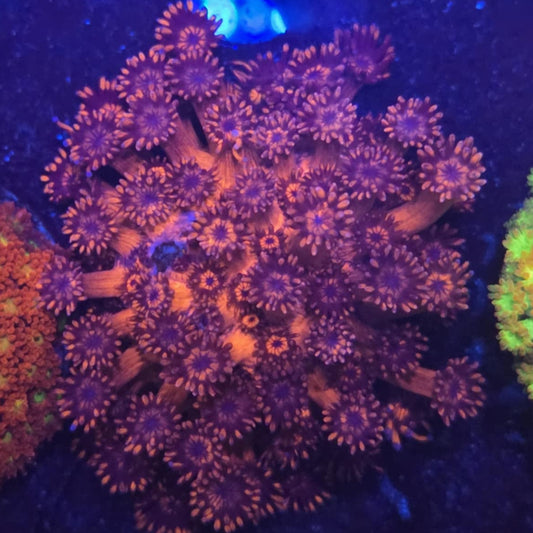Red Goniopora