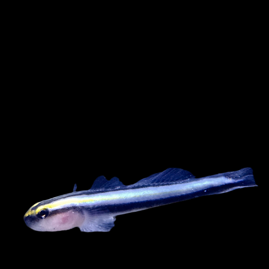 Sharknose Cleaner Goby (CB)