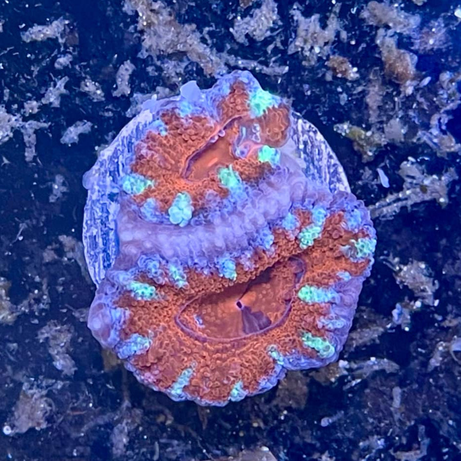 Acan Couleur Variée