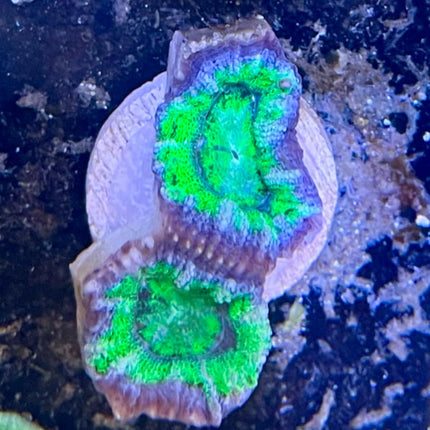 Acan Couleur Variée