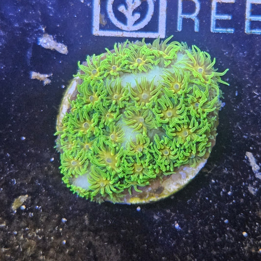 Polkaroo Leptastrea