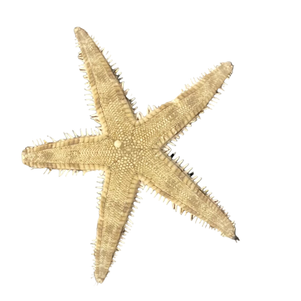 Sand Sifting Starfish