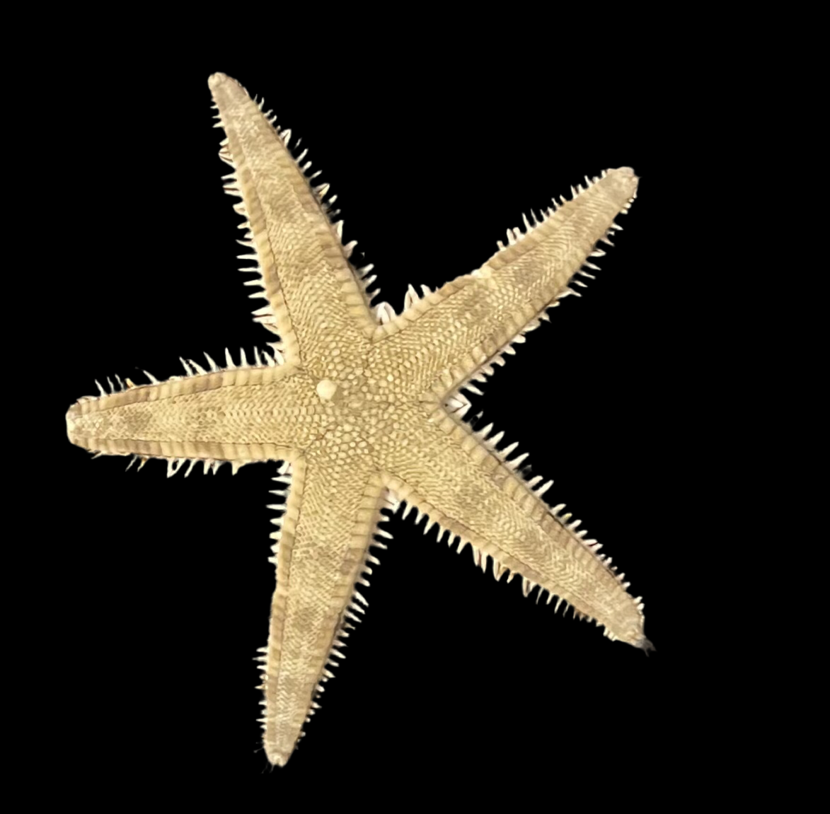 Sand Sifting Starfish