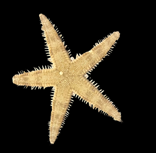 Sand Sifting Starfish