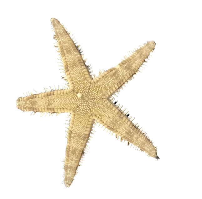 Sand Sifting Starfish