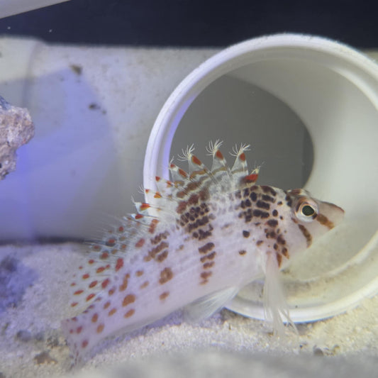 Falco Hawkfish