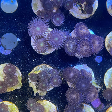Zoanthid mystère 15$