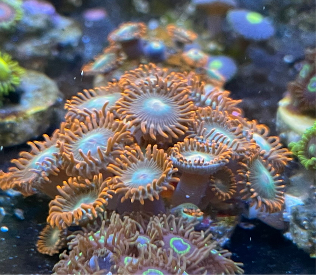Gatorade Zoanthid Frag
