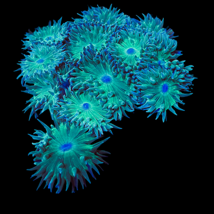 Australian Branching Duncan