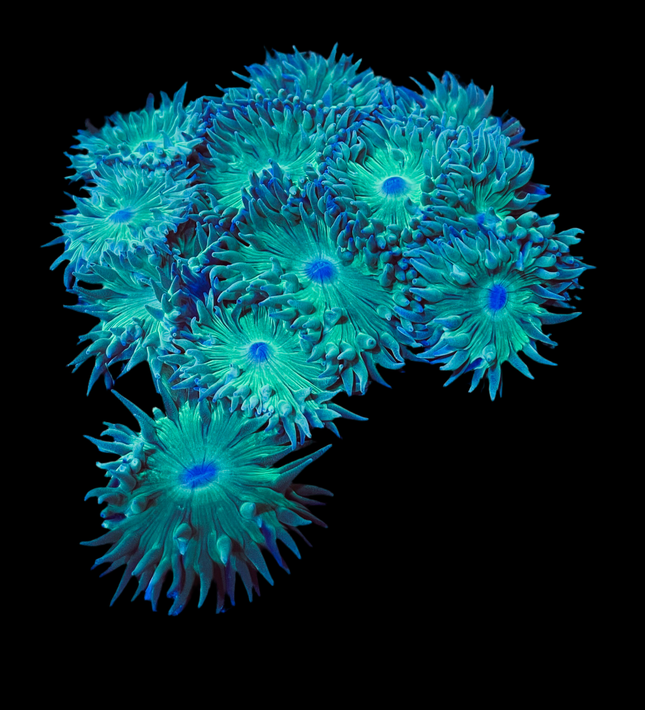 Australian Branching Duncan