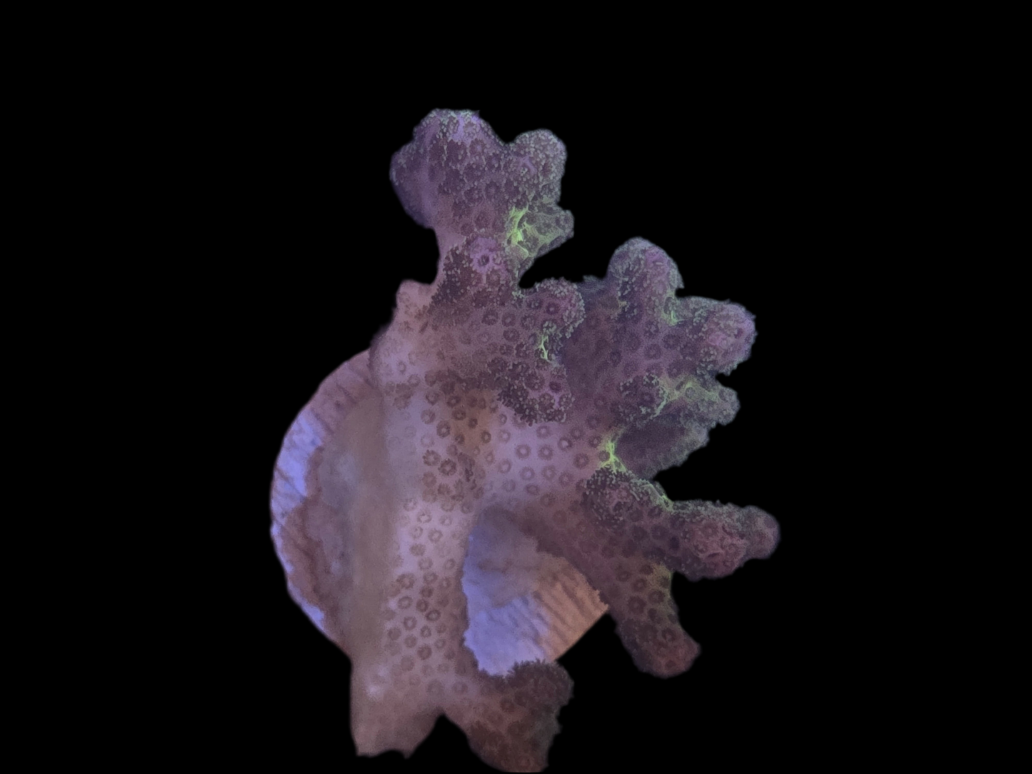Green Pocillopora