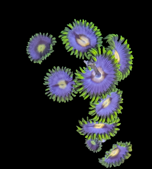 Blowpop Zoanthid Frag