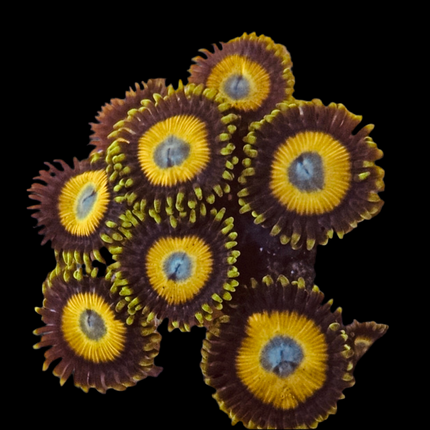 Scrambled Egg Zoanthid