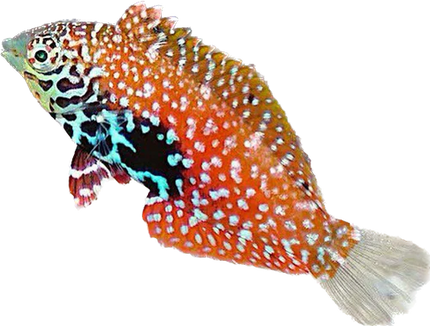 Blue Star Leopard Wrasse (Labre Vermiculé) - Femelle