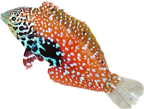 Blue Star Leopard Wrasse (Labre Vermiculé) - Femelle