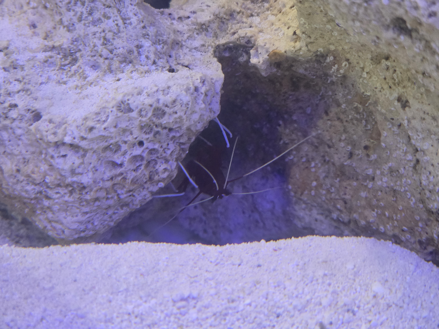 Fire Shrimp