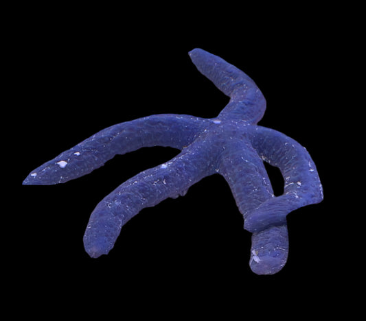 Linckia Starfish - Bleu