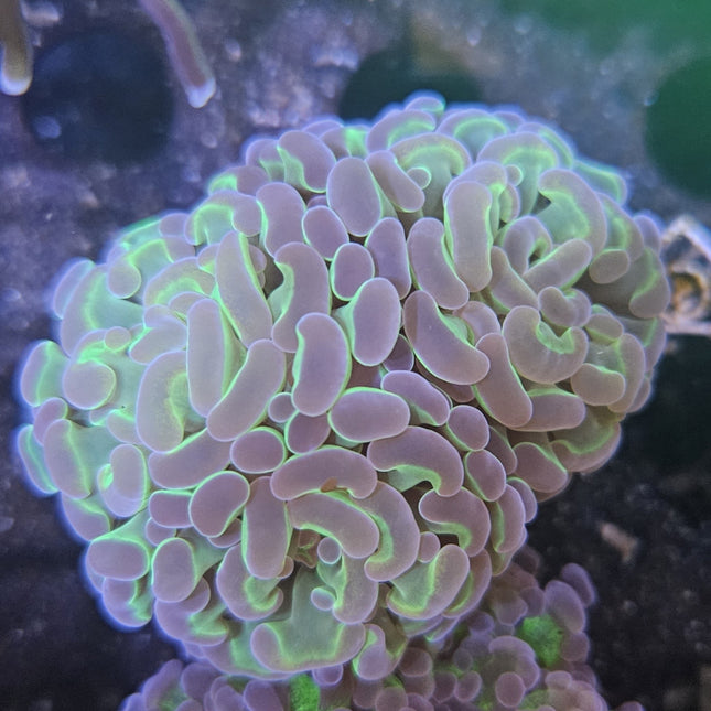 Hologram Rainbow Branching Hammer Frag