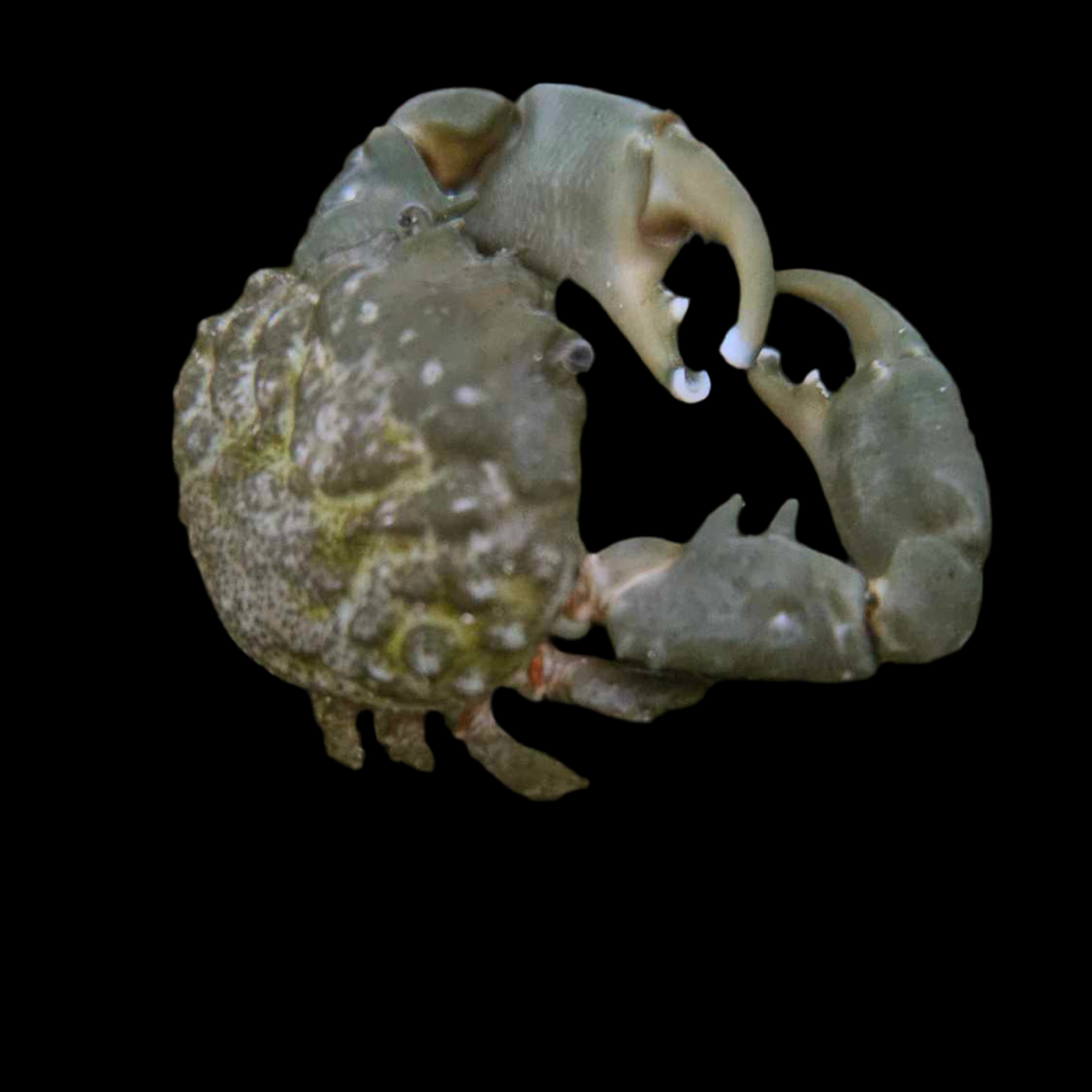 Crabe Émeraude