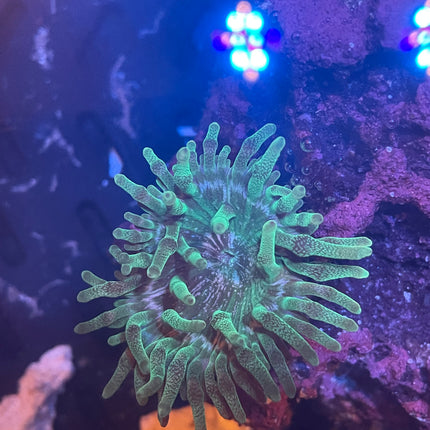 Orange Tip Green Bubble Tip Anemone