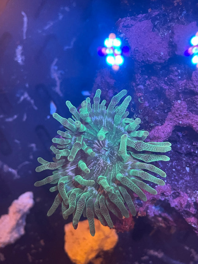 Orange Tip Green Bubble Tip Anemone