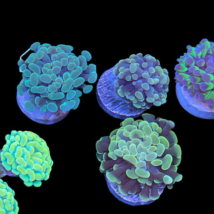 Hammer Assorti par Tête