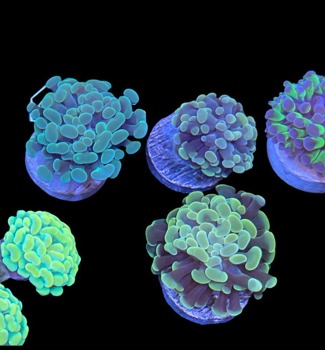 Hammer Assorti par Tête