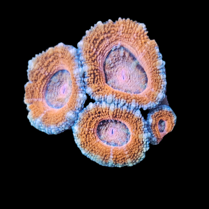 Acan Couleur Variée