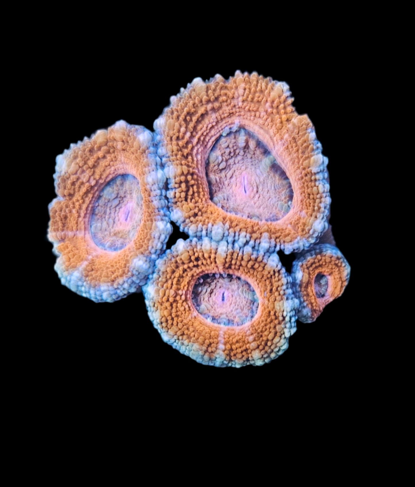 Acan Couleur Variée