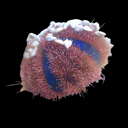 Tuxedo Urchin