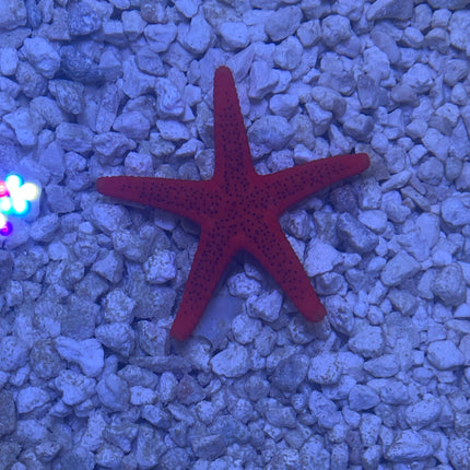 Starfish Red Fromia
