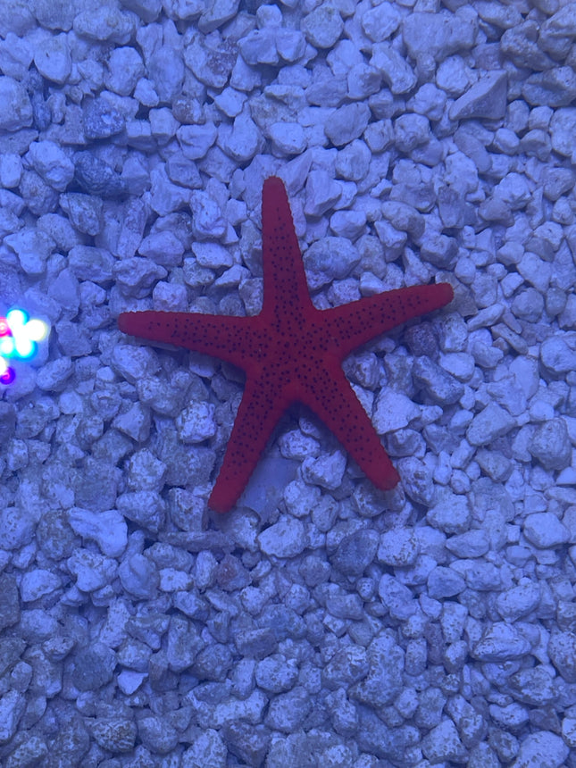 Starfish Red Fromia
