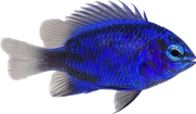 Springeri Damsel