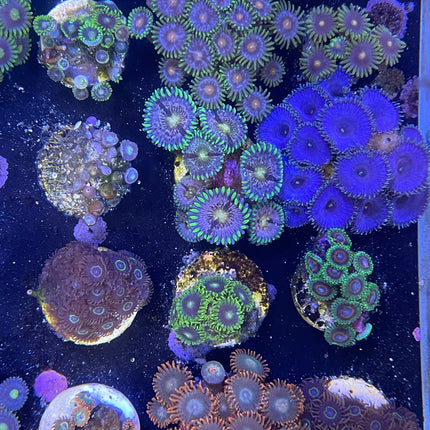Zoanthid mystère 30$