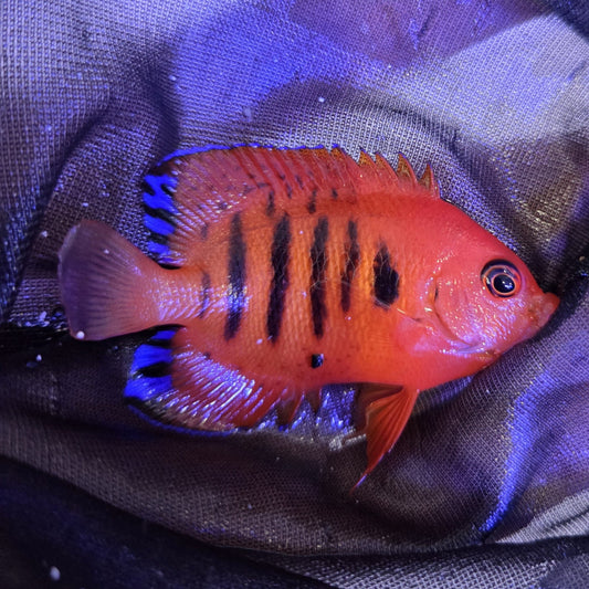 Flame Angelfish