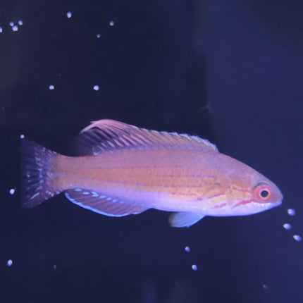 Blue Flasher Wrasse (Mâle)