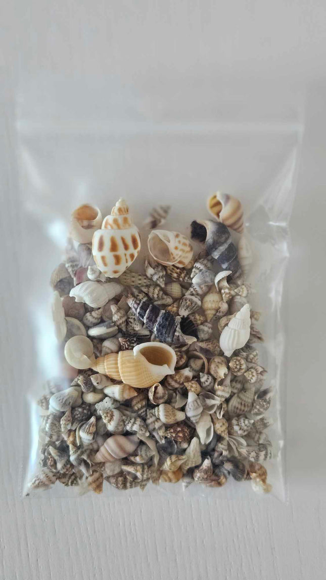 Coquilles pour Bernard-l'Hermite