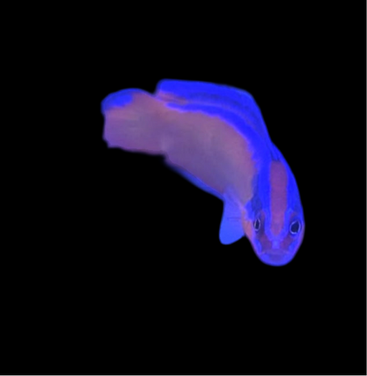 Neon Dottyback