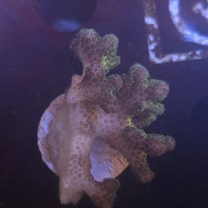 Green Pocillopora