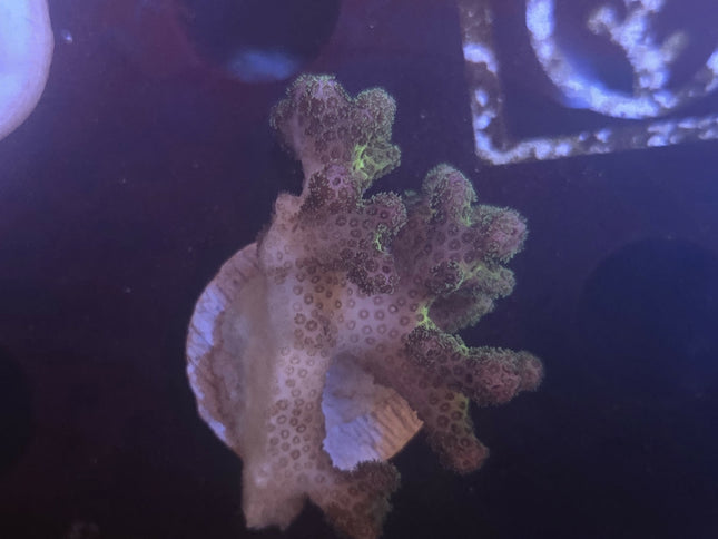 Green Pocillopora