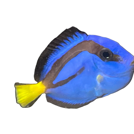 Blue Hippo Tang