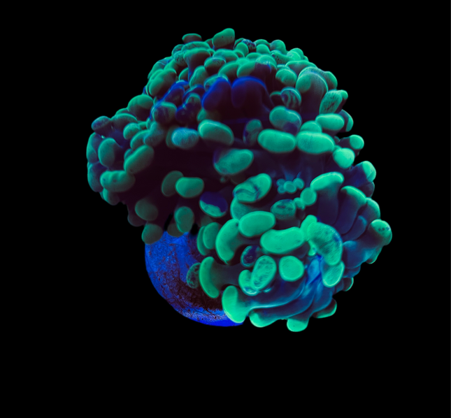 Splatter Toxic Hammer