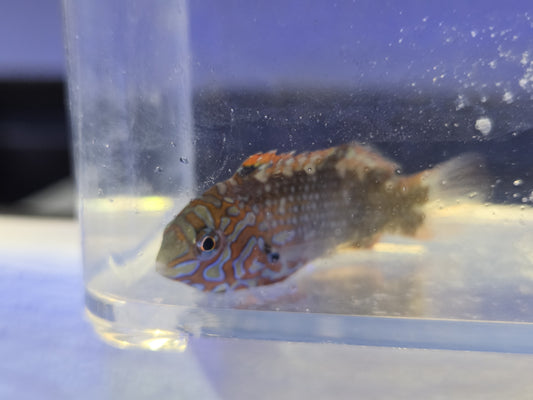 Ornate Leopard Wrasse