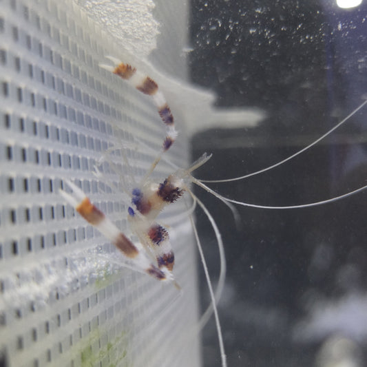 Coral Banded Shrimp