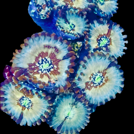 Séduction Palythoa Frag