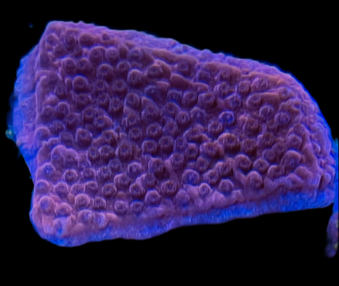 Red Montipora – AquaCorail
