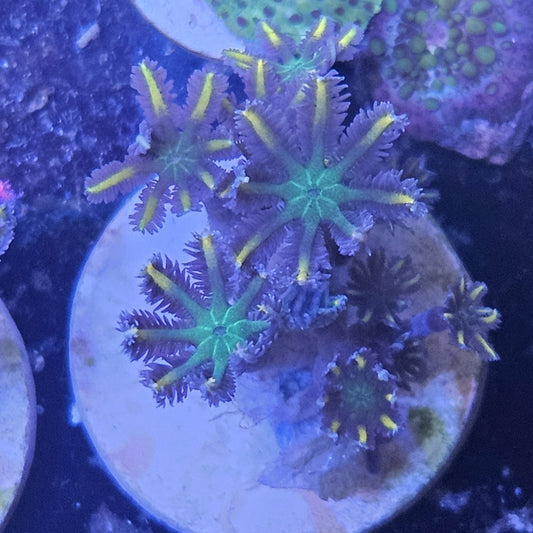 Clove Polyps