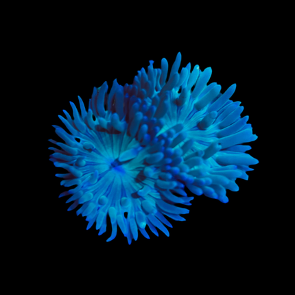 Australian Branching Duncan