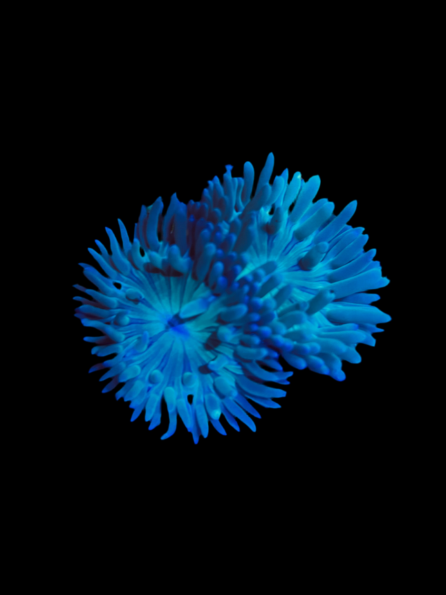 Australian Branching Duncan