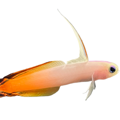 Collection image for: Aquarium 4